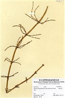 藏品(臺灣木賊)的圖片